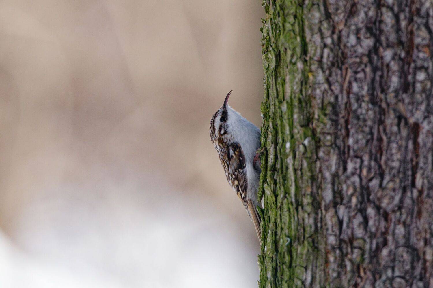 , Гильманов Артур