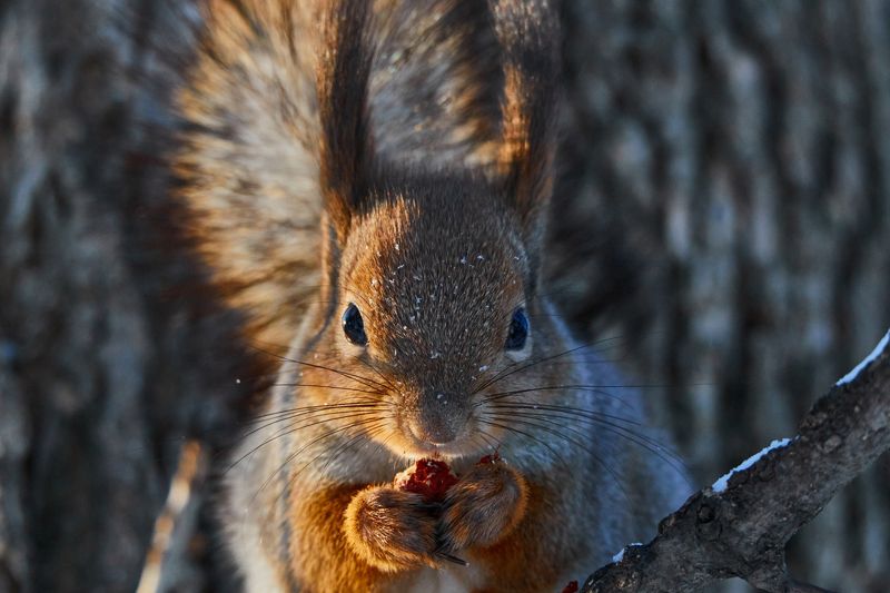 Белка фото превью