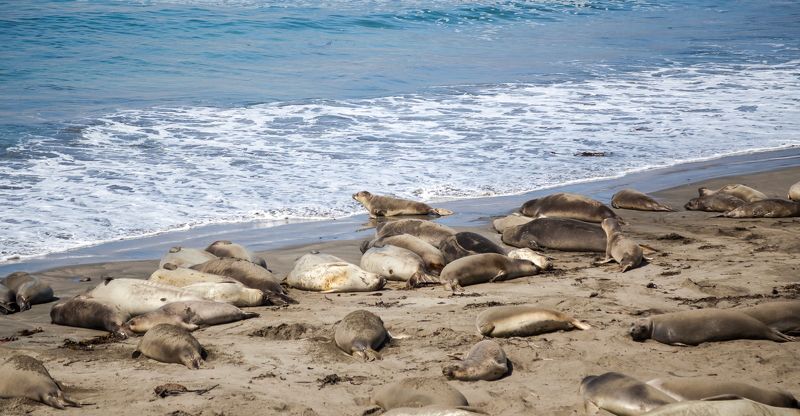 california, coast Elephant Seal Vista Point фото превью