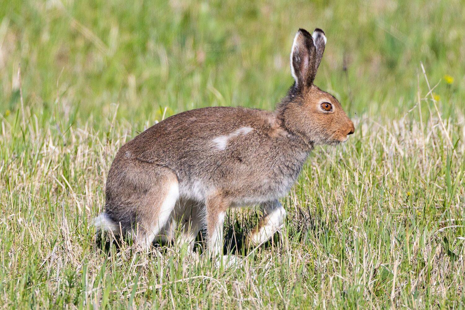 заяц русак башкортостан башкирия уфа, Гильманов Артур