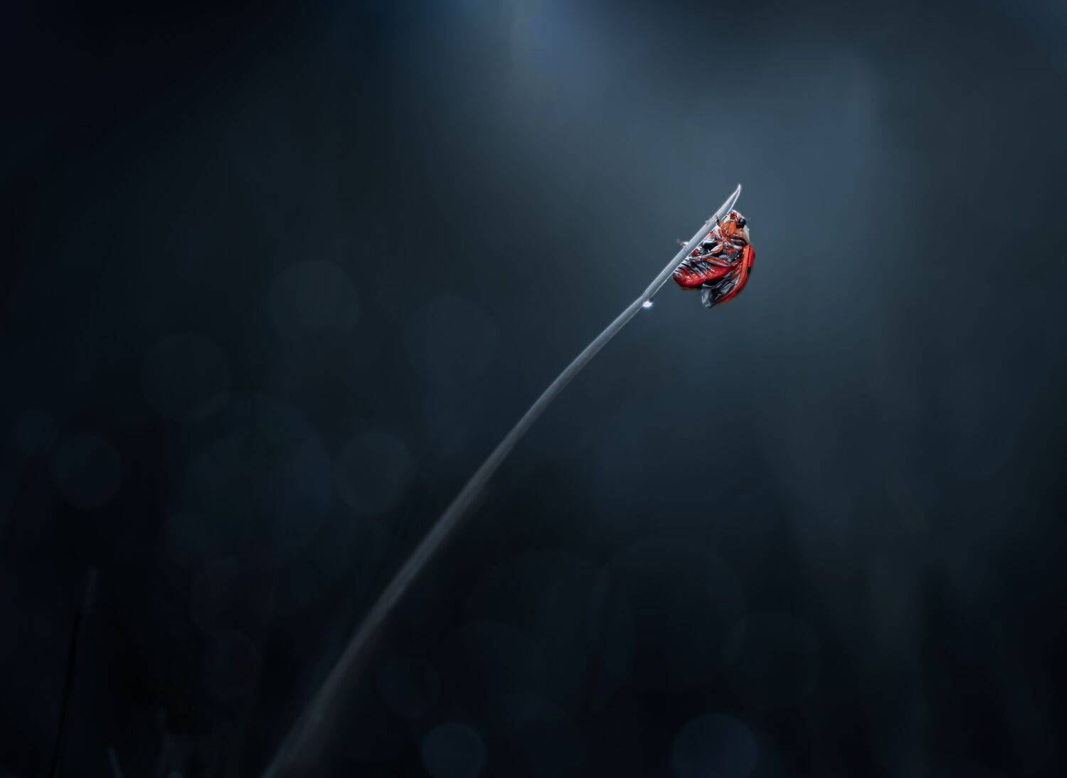 ladybug, beetle, insect, flower, macro, bugs, ladybird, grass, rain, drop, water, night, moon, mood, Atul Saluja