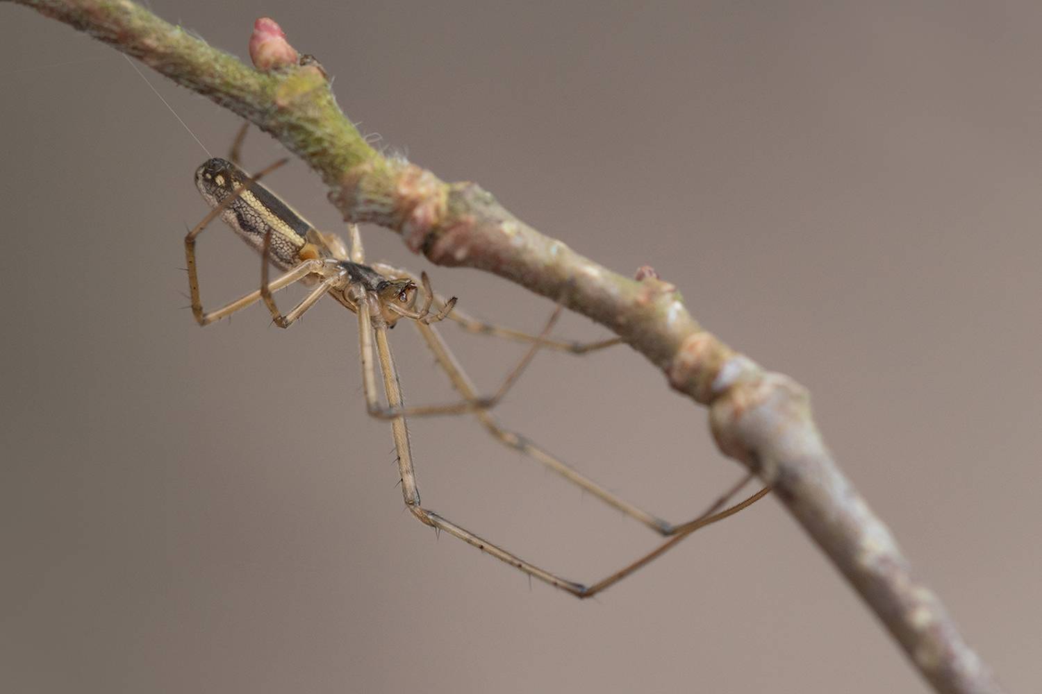 макро, макрофотография, паук, паук вязальщик,macro, spider, Хилько Марина