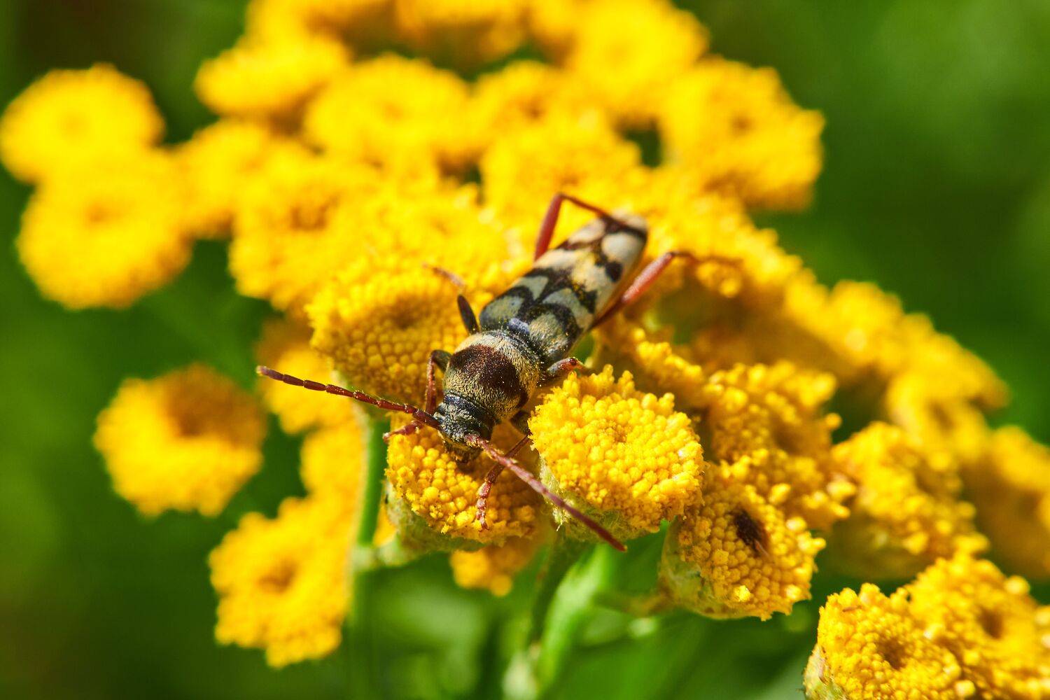 Chlorophorus varius, volgograd, russia, wildlife, , Сторчилов Павел