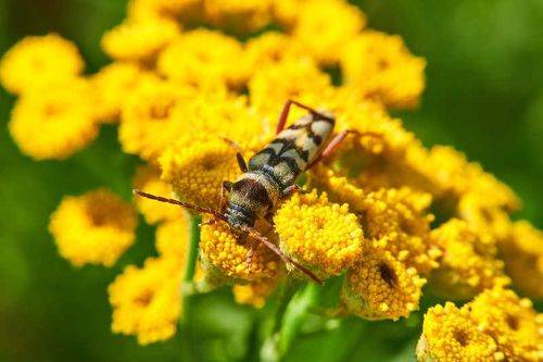 Chlorophorus varius