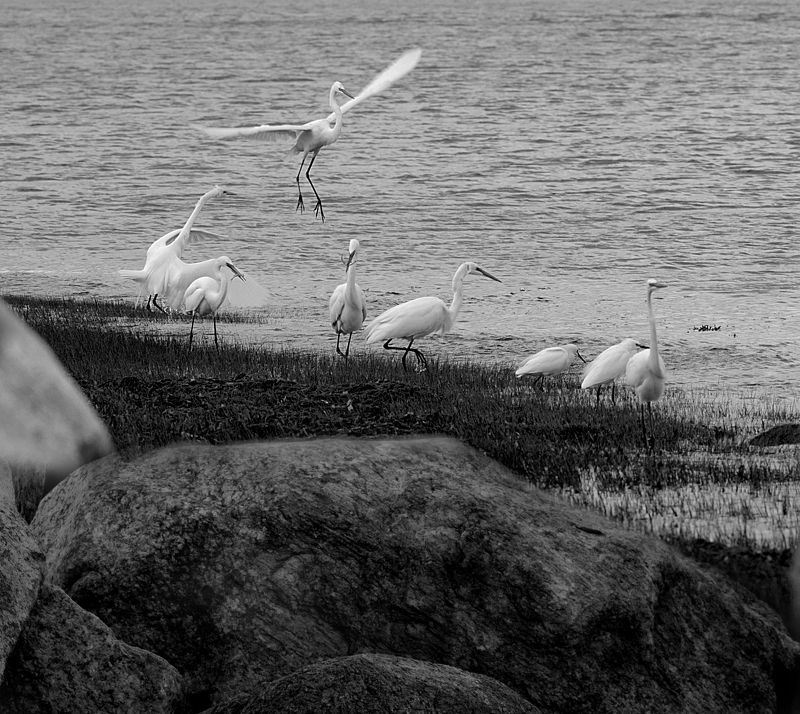 перспектива у воды Семья перелетная фото превью