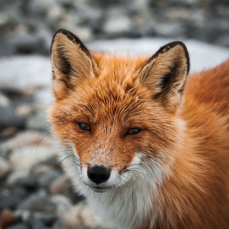 ... фото превью