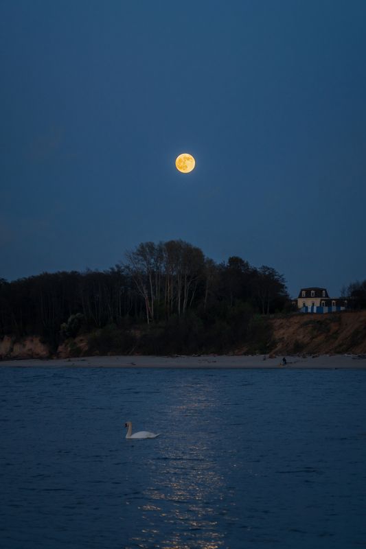 балтийское_море, ночь, луна, лебедь * фото превью