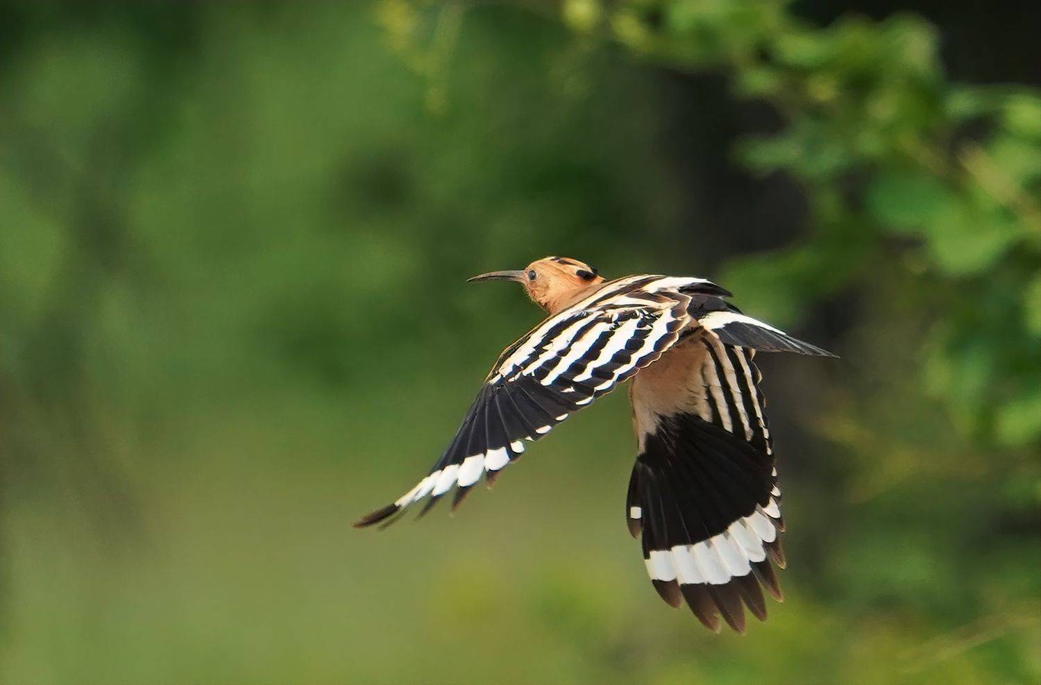 , Красимир Георгиев