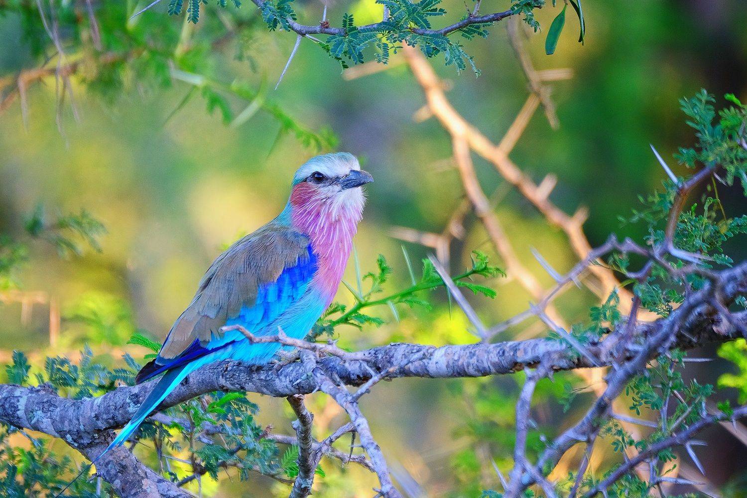 , Худзинская Ирина