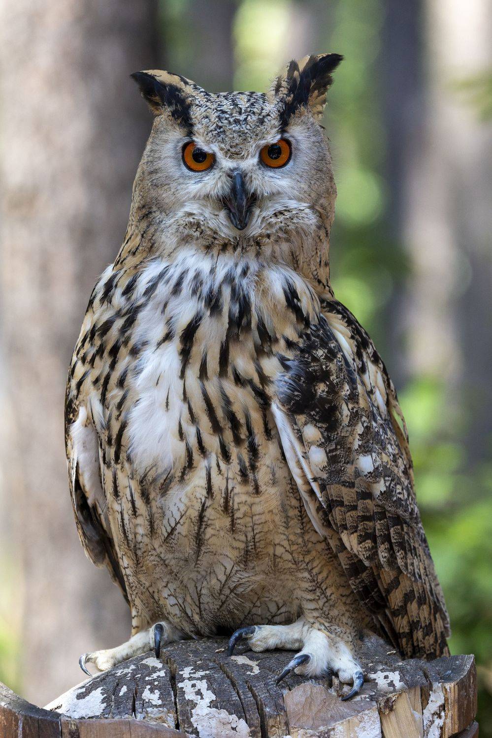 , Щепанов Дмитрий