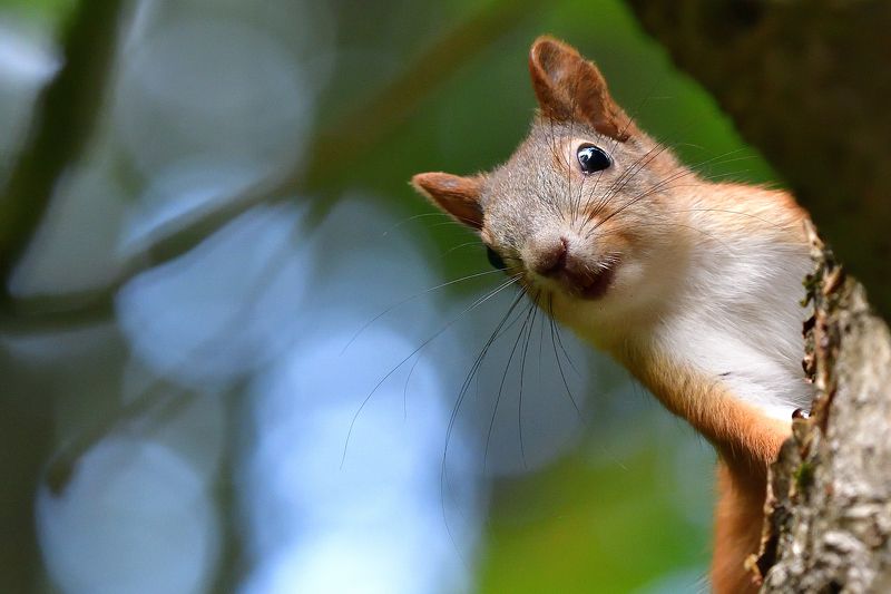 фото превью