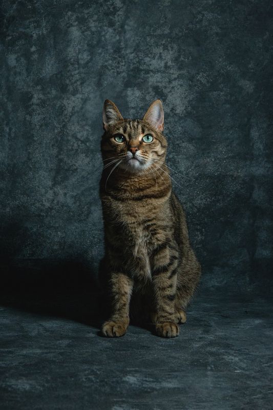 Kuzya фото превью