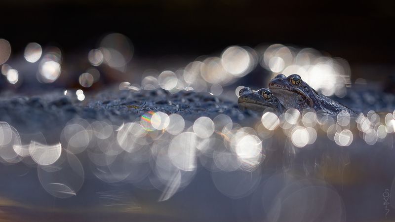 лягушка среди мерцающих огней фото превью