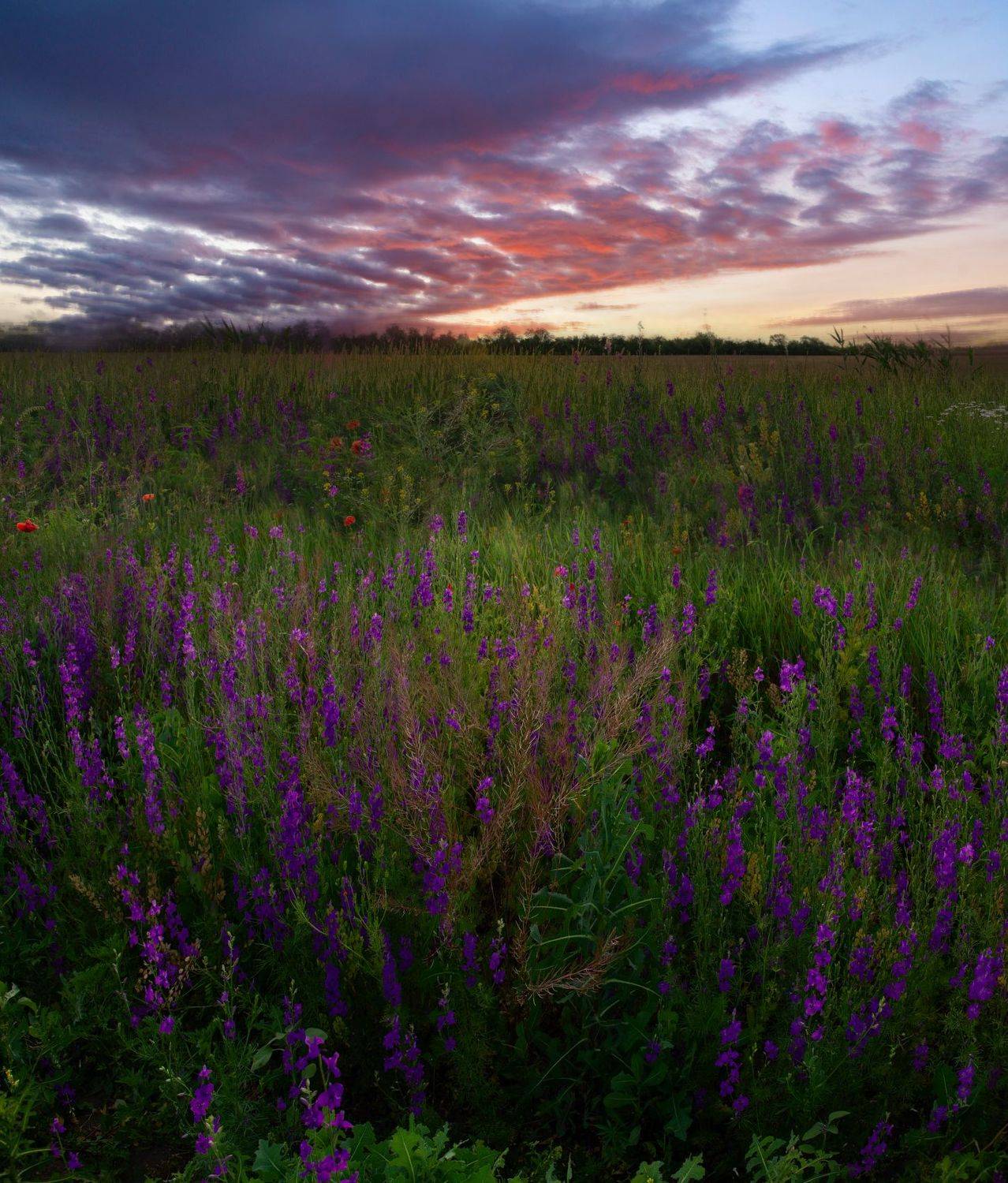 вечер,лето,поле,природа,пейзаж, Елена Брежицкая