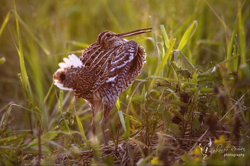 В закатном свете ... фото превью