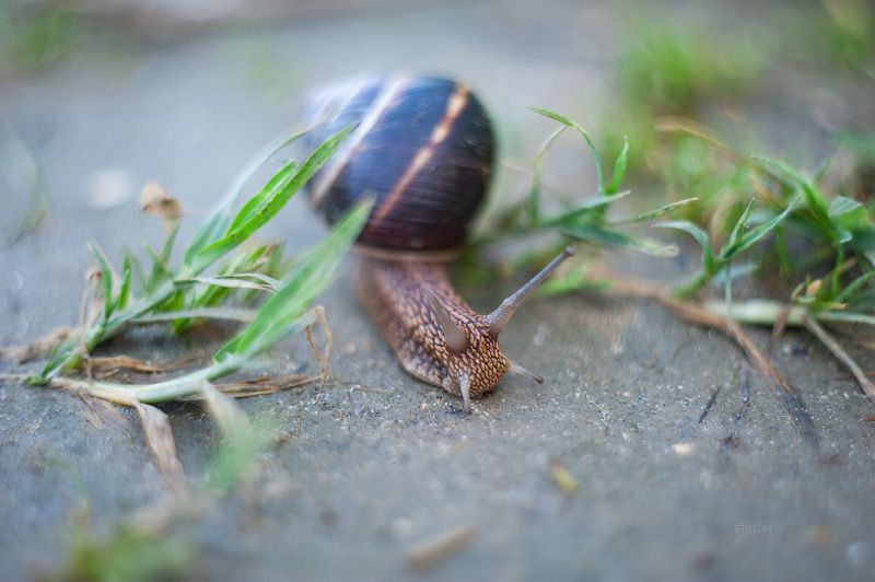 Про Кубанскую улитку и Гелиос 44 фото превью