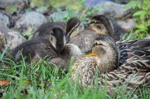 Детки под присмотром