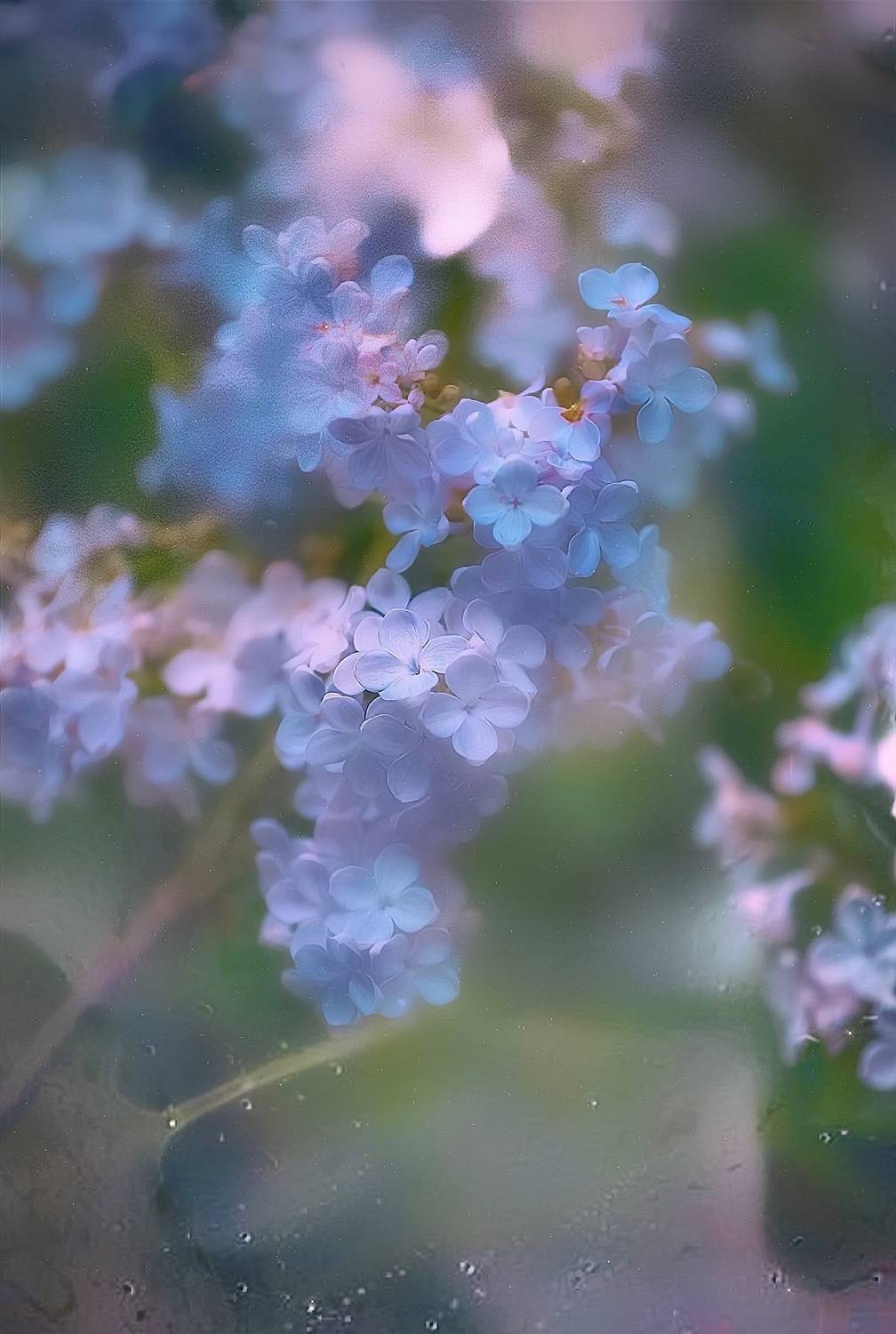 макро, macro, цветы, flower, весна, spring, lilac, сирень, Julia Kaissa