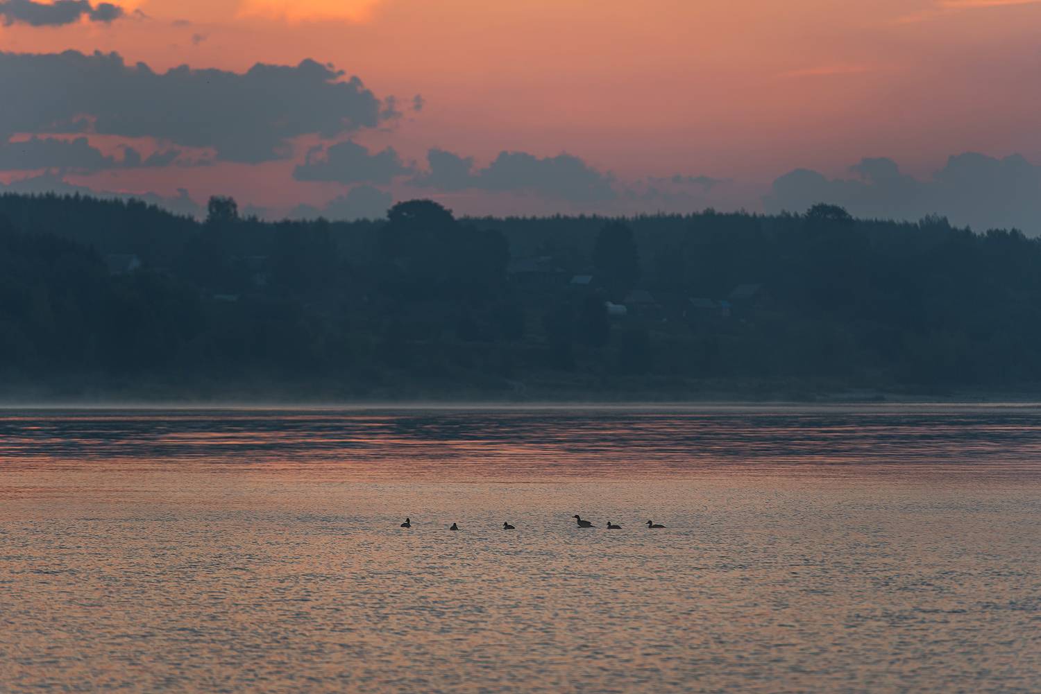 волга рассвет утки берег деревни туман, Сальников Евгений
