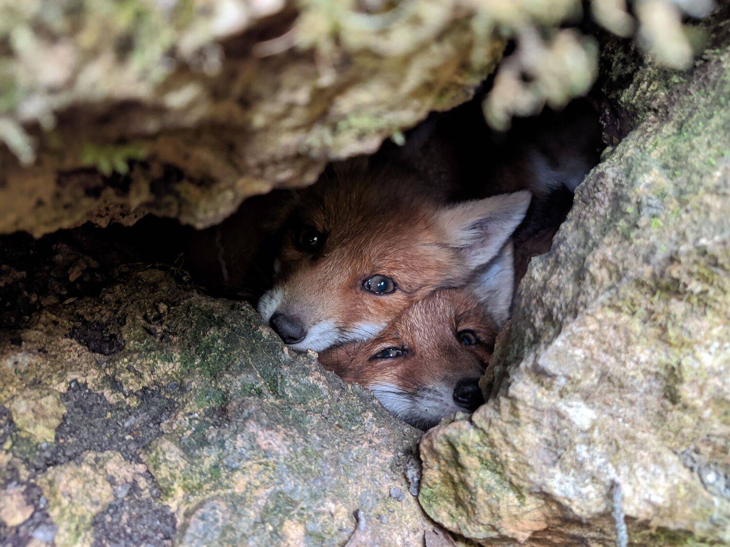 , Светлана Кондрашова
