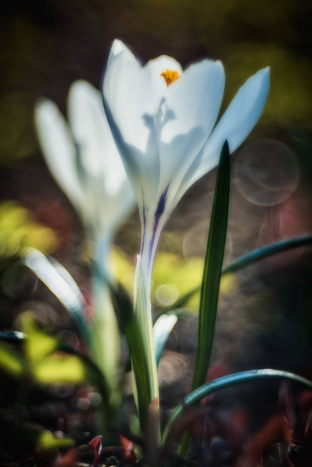 , Владислав Храмцов