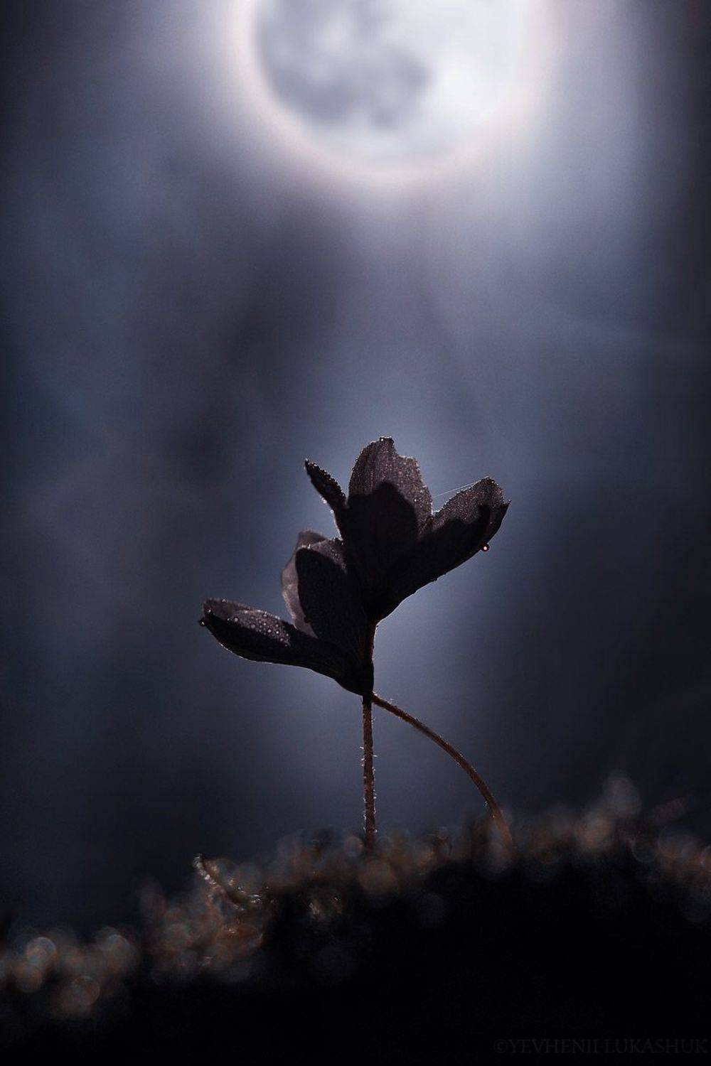 , Лукашук Евгений