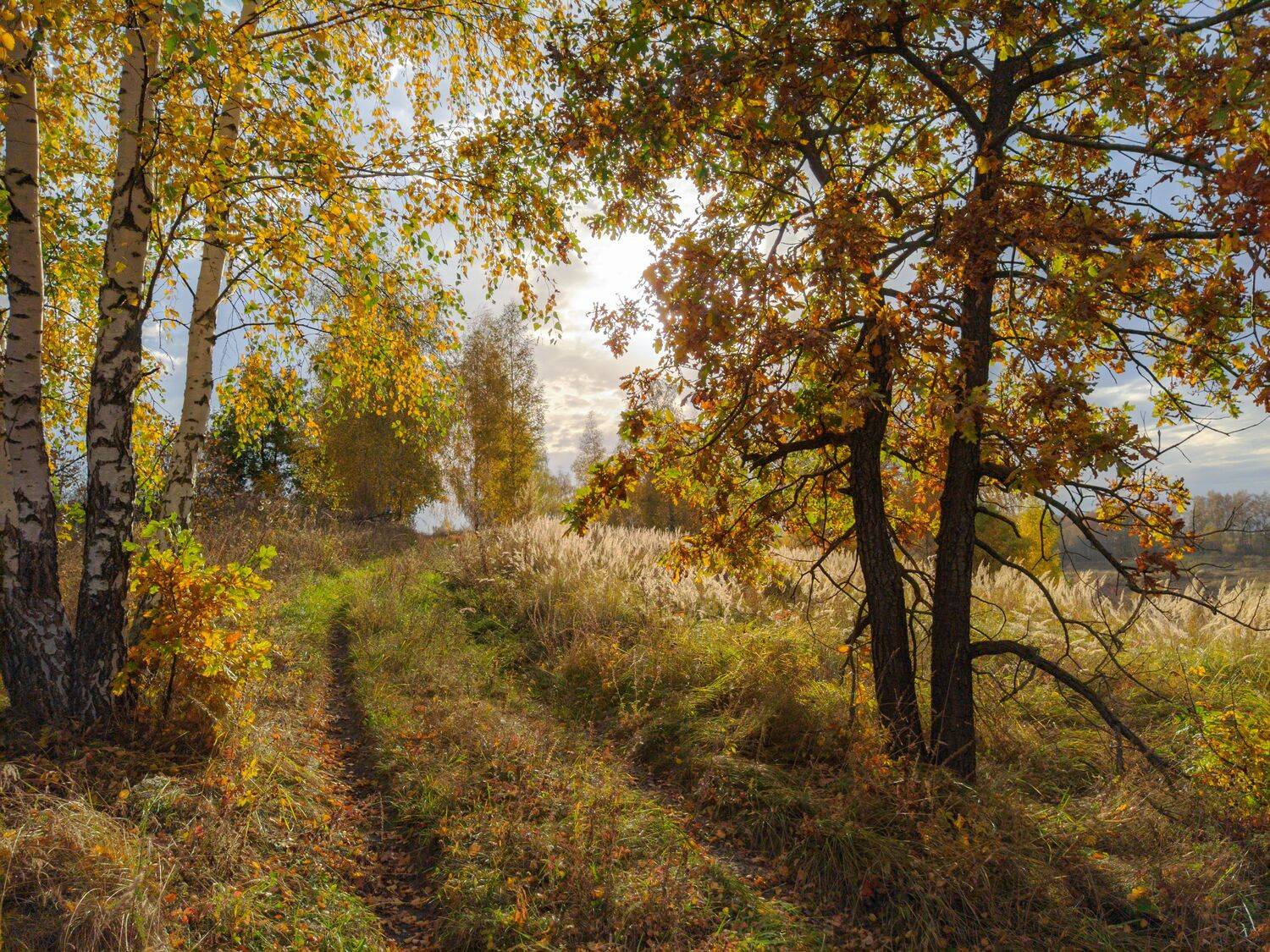 , Светлана Кондрашова