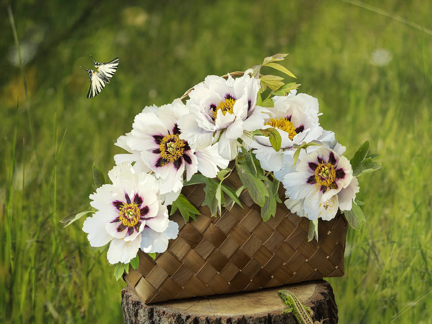 натюрморт, цветы, лужайка, букет, древовидные пионы, Приходько Ирина