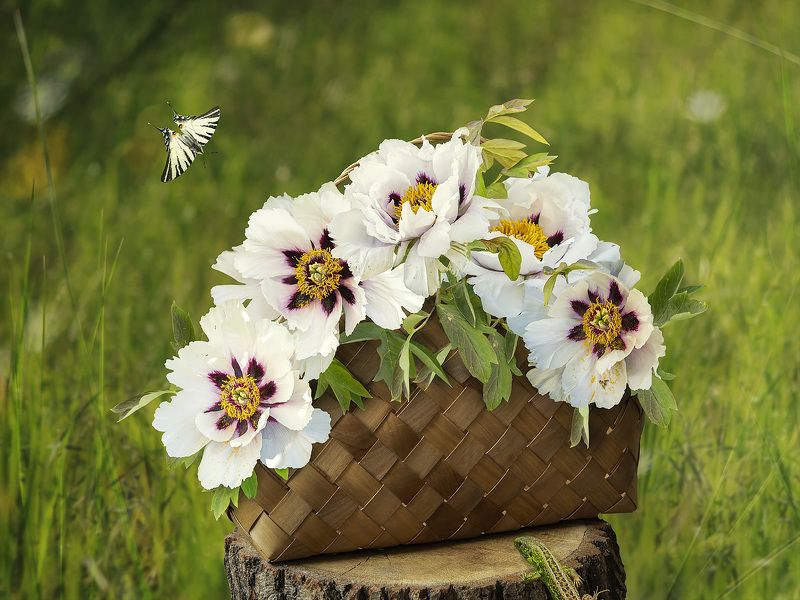 натюрморт, цветы, лужайка, букет, древовидные пионы Ах, лето, лето! фото превью
