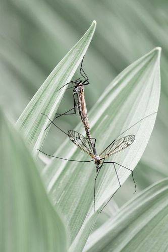 Crane fly (Tipulidae)