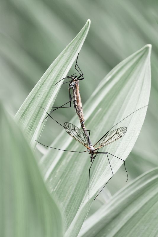 crane fly, tipulidae, macro, close up, nature, matching, love Crane fly (Tipulidae) фото превью