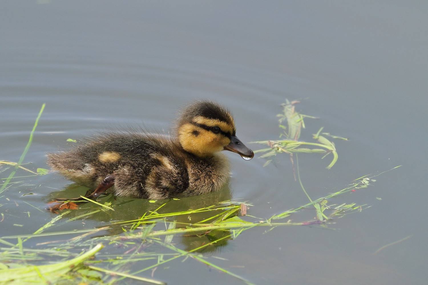 утенок утка кряква плавание, Евгений Слободской