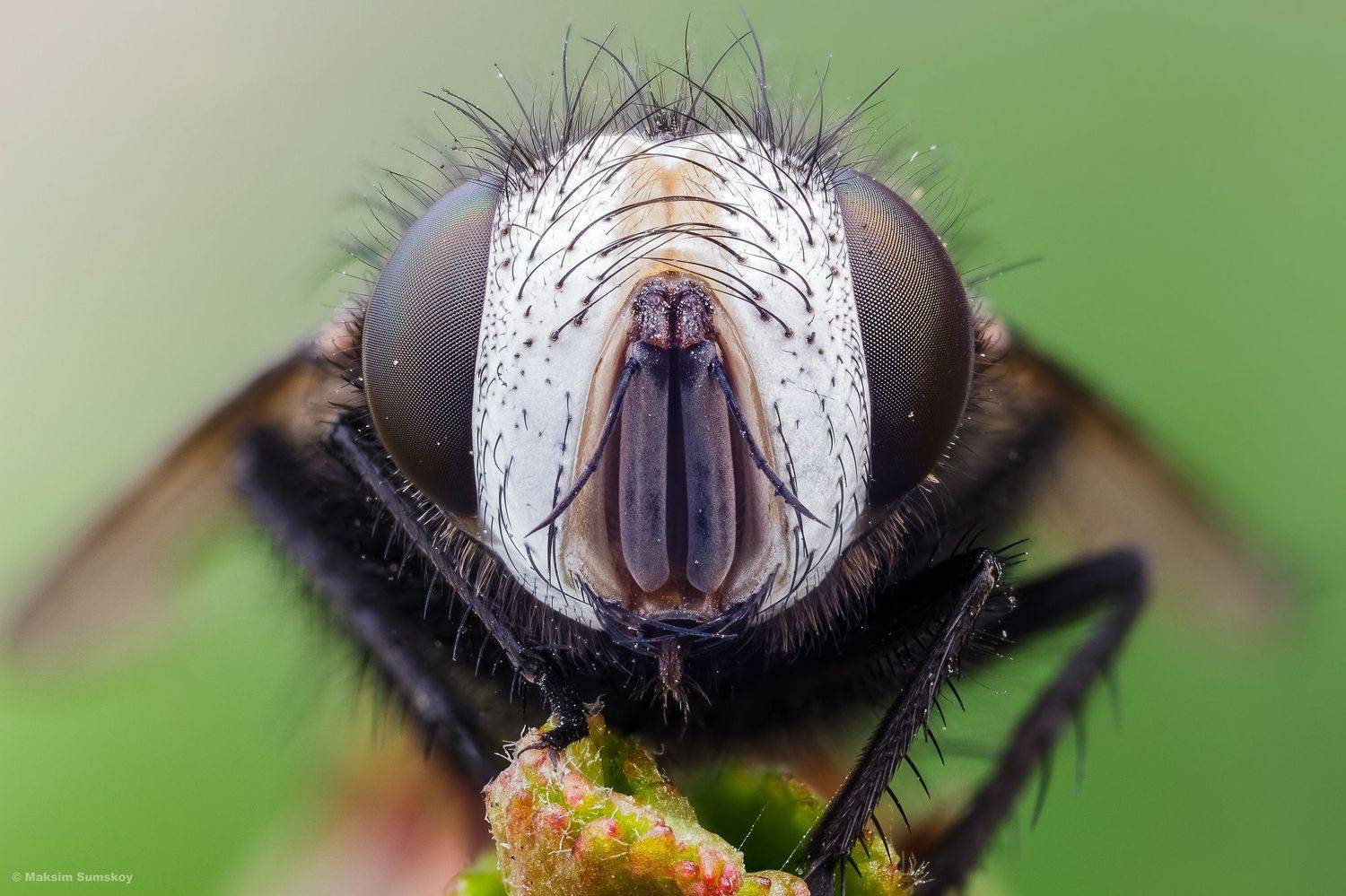 , Максим Сумской