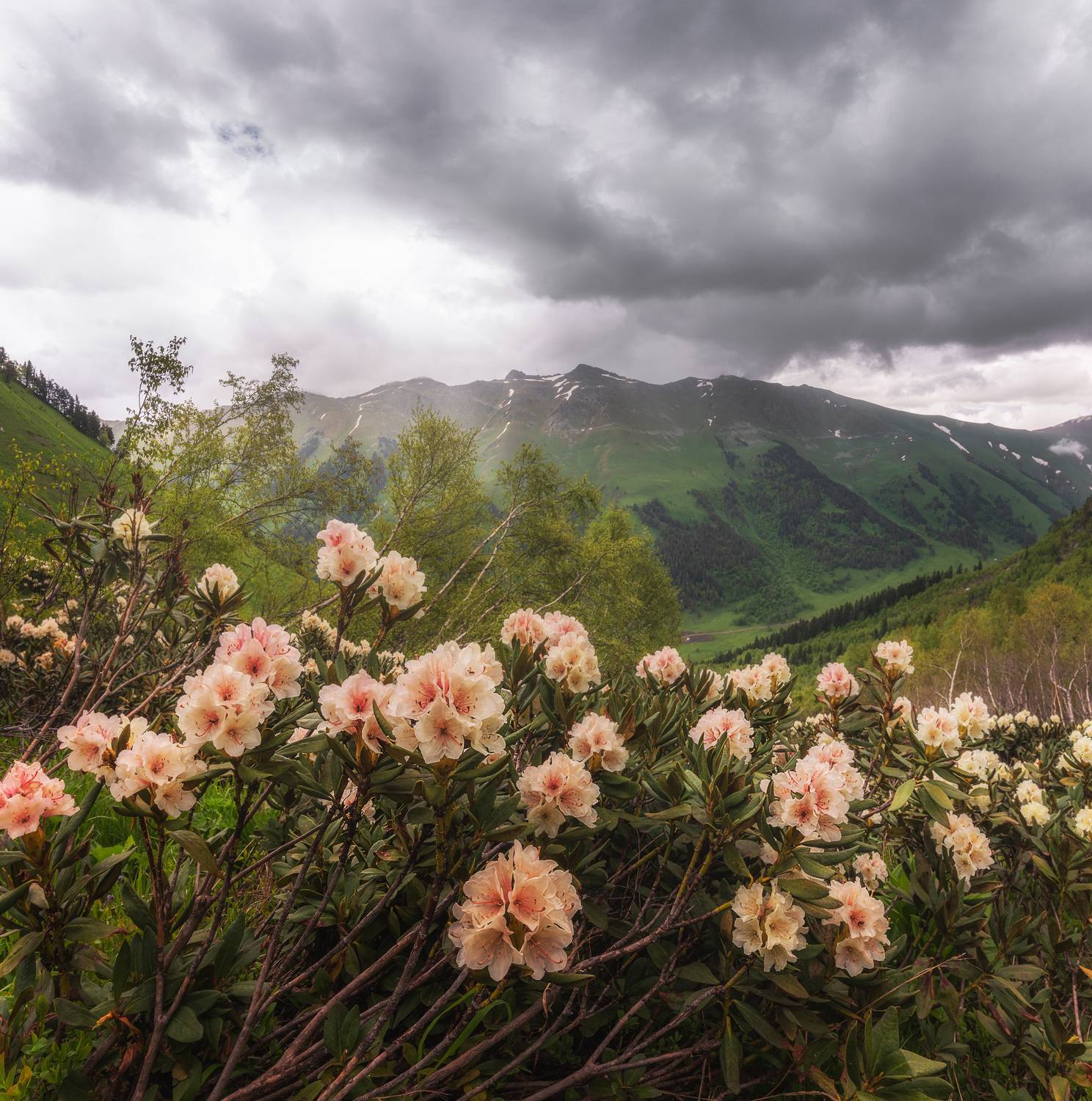 , Кахарова Наргиза