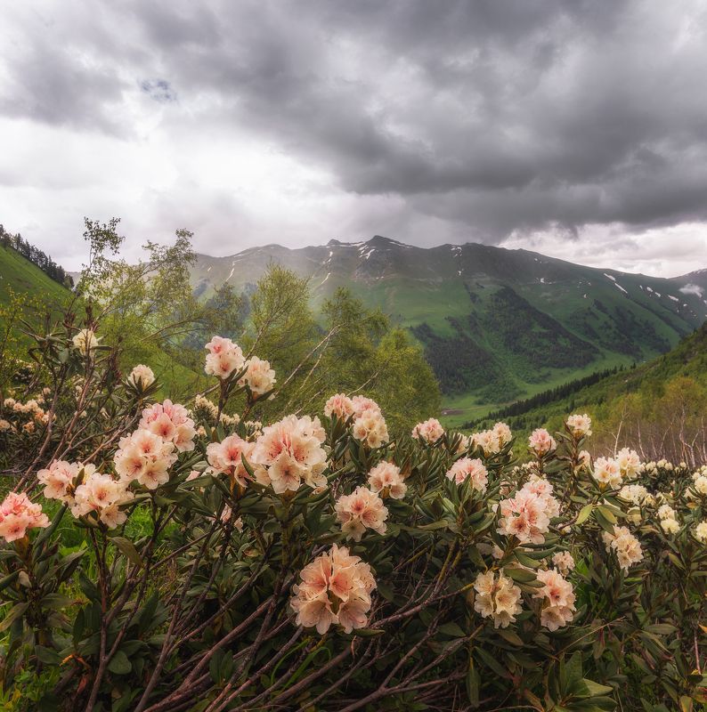 *** фото превью