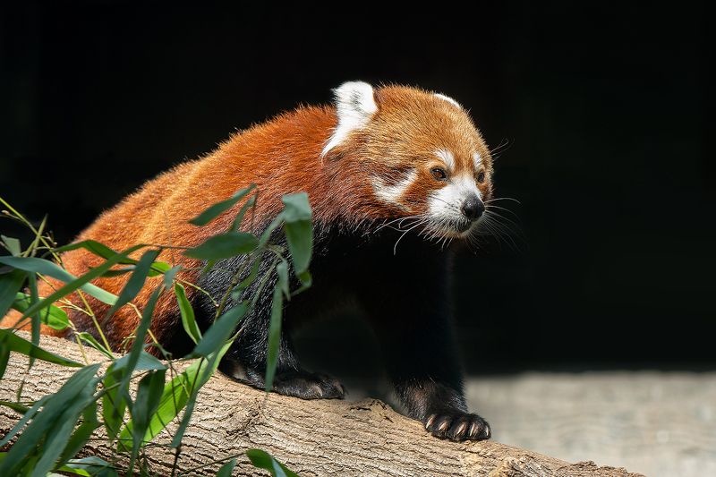 красная панда, кошачий медведь, животные, фауна Красная панда фото превью