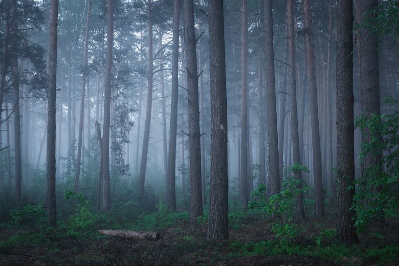 Утренний лес фото превью