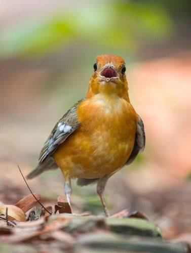 Orange-headed Thrush
