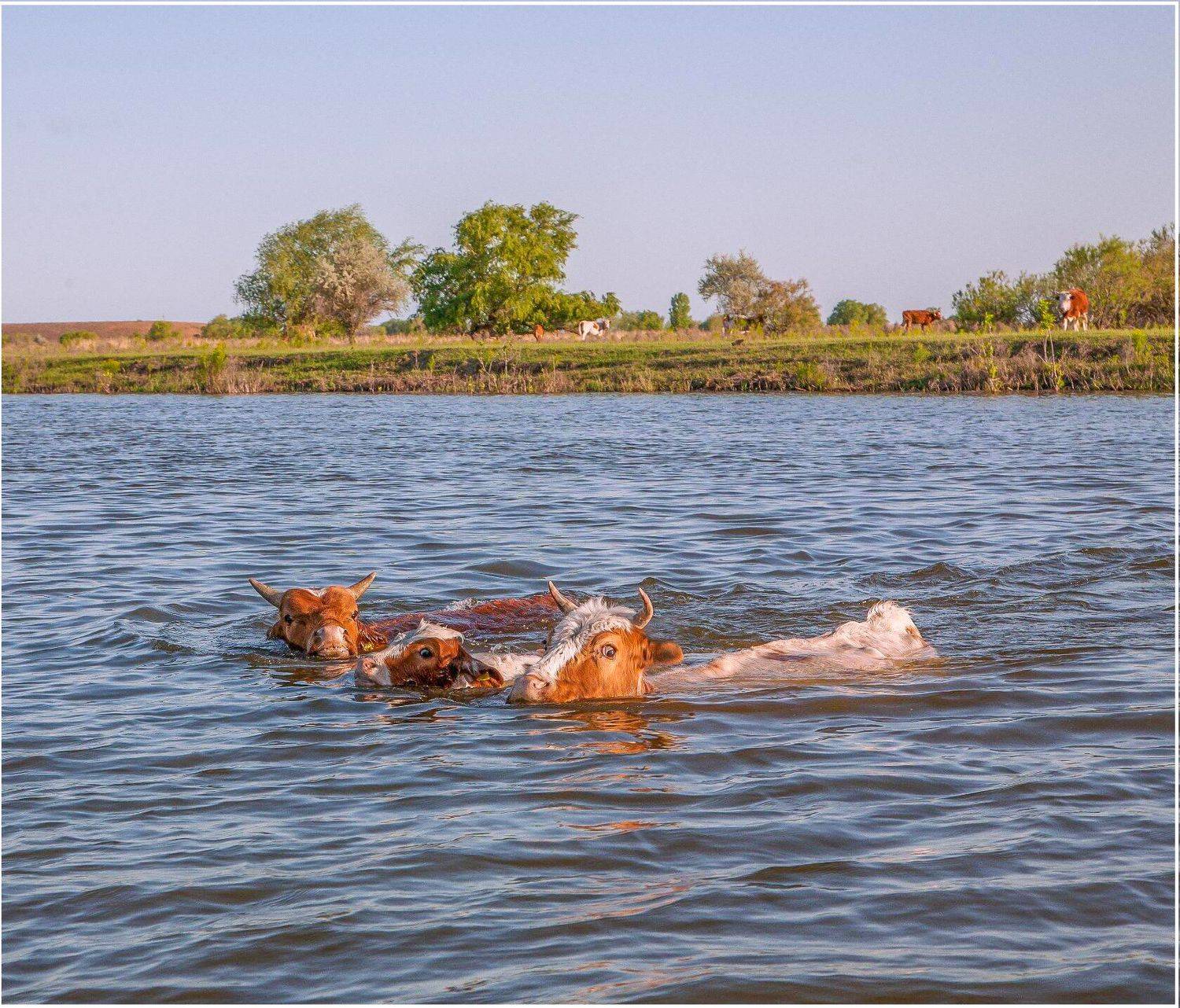 у села  камышово, Сергей цыбизов