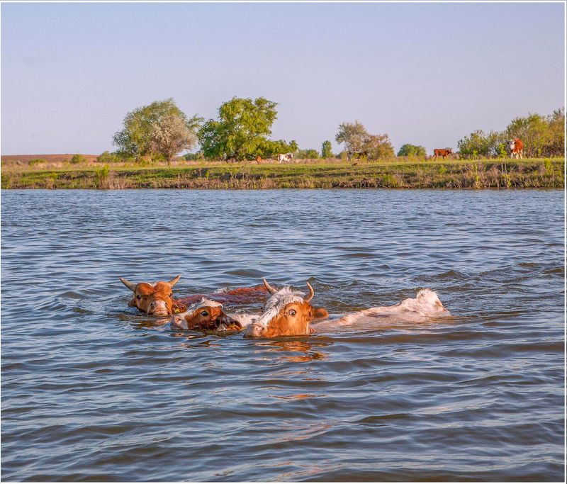 у села  камышово П О Л О В О Д Ь Е фото превью