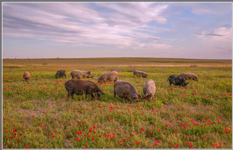 у села  камышово Э С Т Е Т Ы фото превью