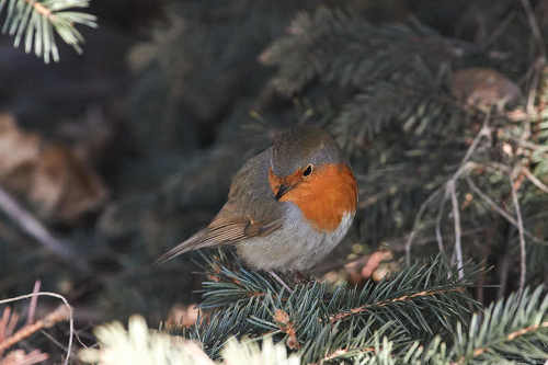 Erithacus rubecula