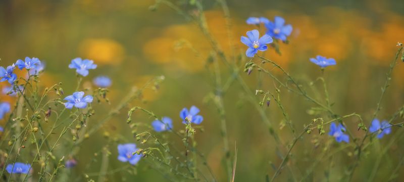 Цветущая степь фото превью