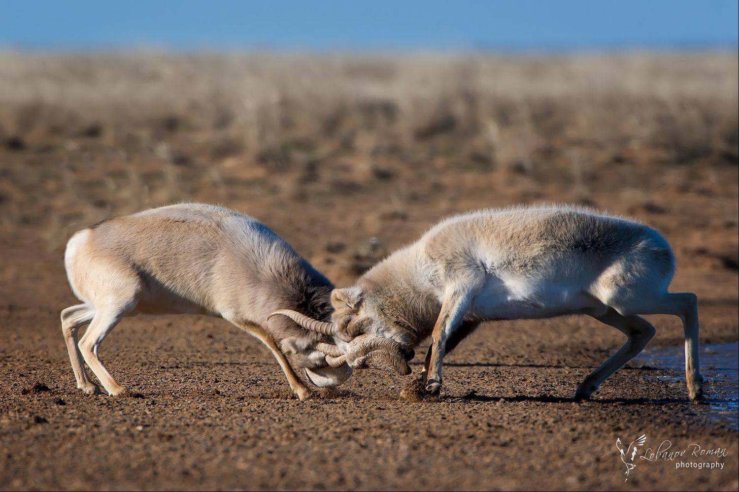 , Роман Лобанов