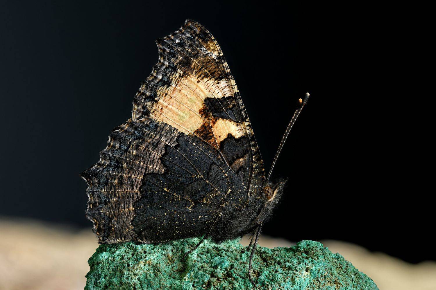 , Антон Финевич