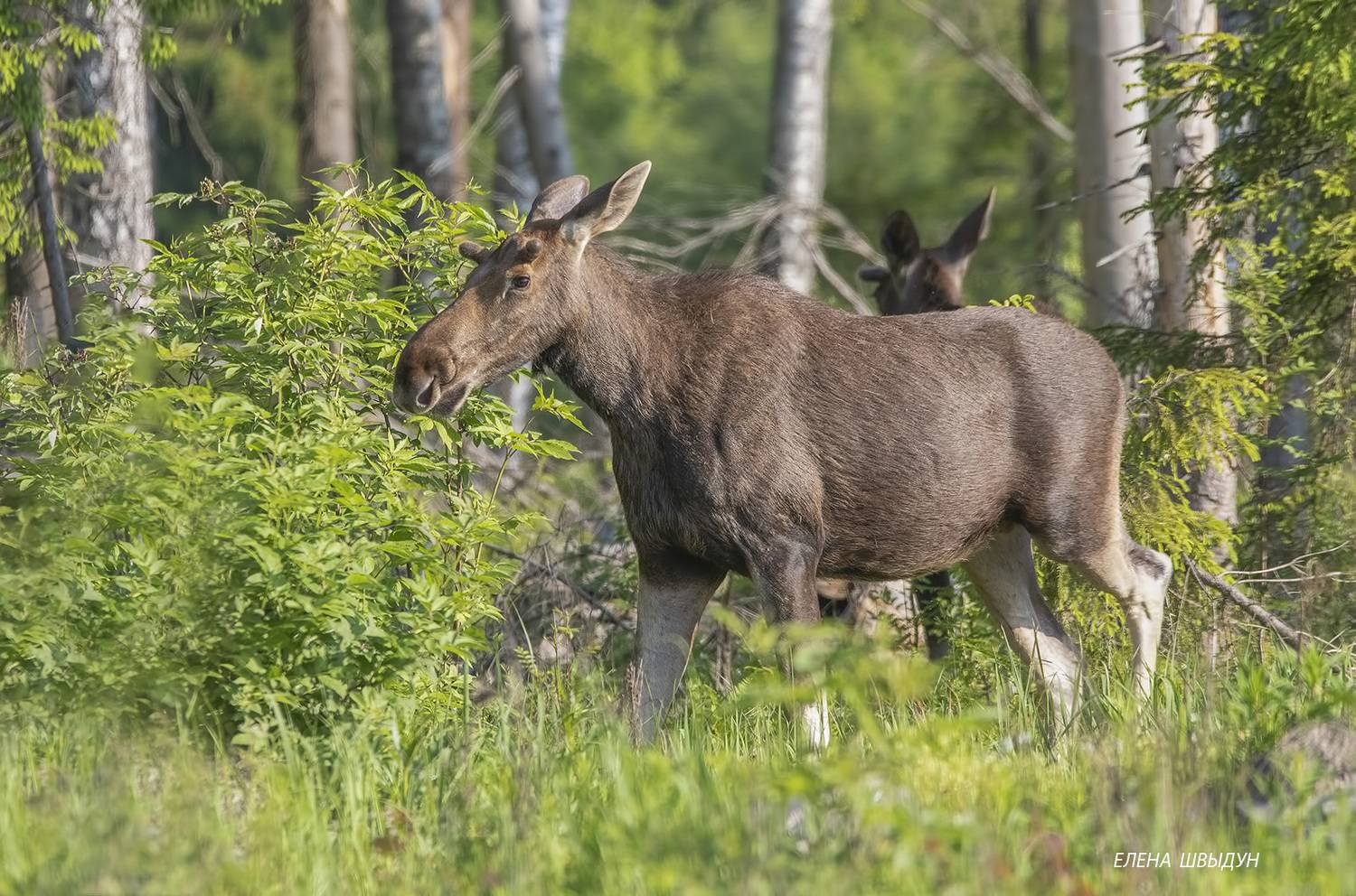 животные, природа, лось, фотоохота, elk, nature, animals, Елена Швыдун