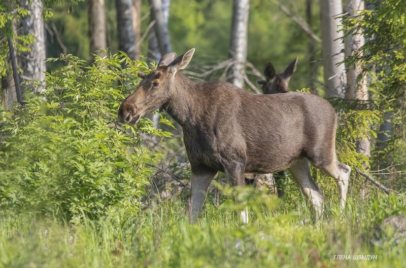 животные, природа, лось, фотоохота, elk, nature, animals Лось фото превью