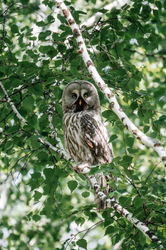 Ужин! фото превью