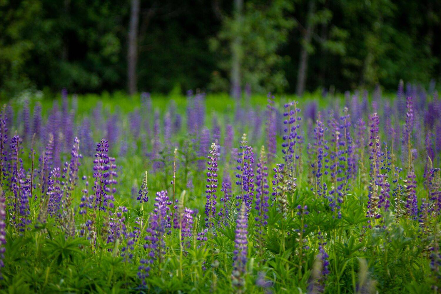 , Сергей Фаренюк