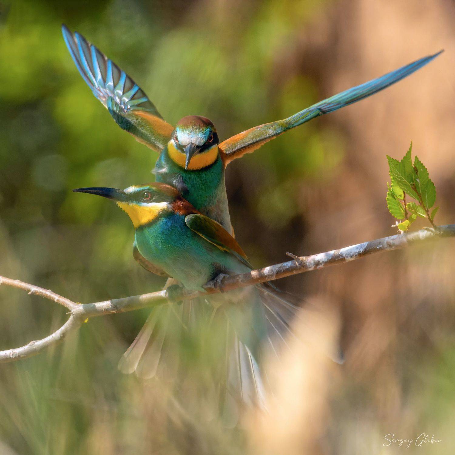 щурка, птицы, пернатые, Сергей Глебов